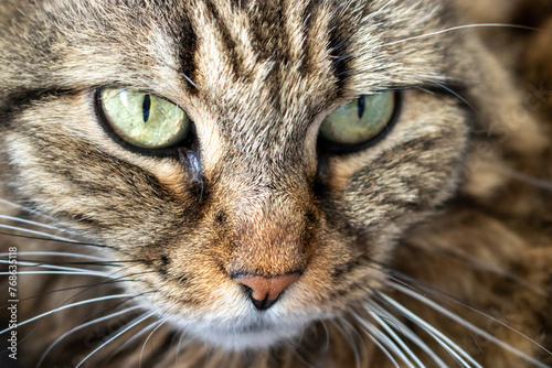 Fototapeta Naklejka Na Ścianę i Meble -  Zoomed Portrait of Beautiful Multicolored Cat - Head Close-Up