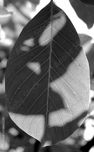 Shadows on the leaf. Filter applied photo
