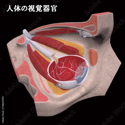 人体の視覚器官（日本語版） photo