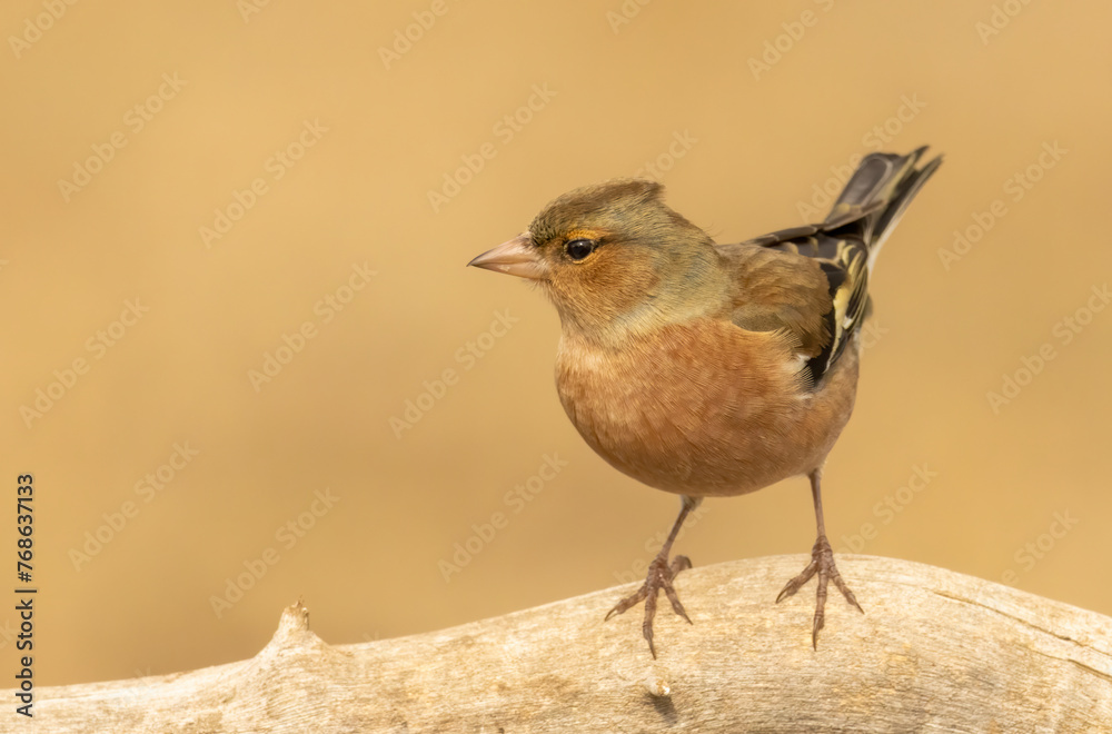 Fototapeta premium Common Chaffinch sitting on the ground