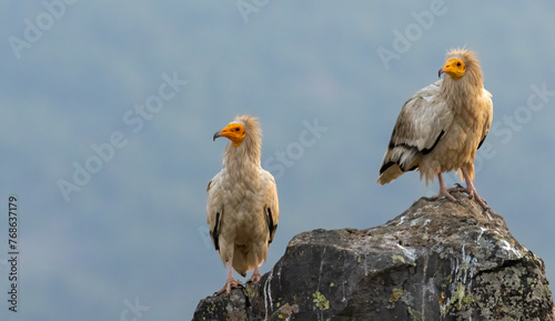 Foto Egyptian vulture in natural habitat in Bulgaria