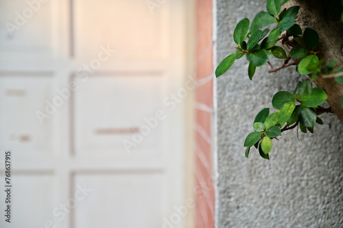 The evening sunlight gently illuminates the door, focusing on the green leaves in the foreground, creating a serene atmosphere with blank space.