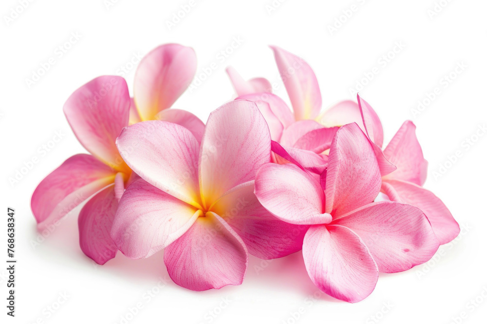 Pink frangipani flowers on a white background