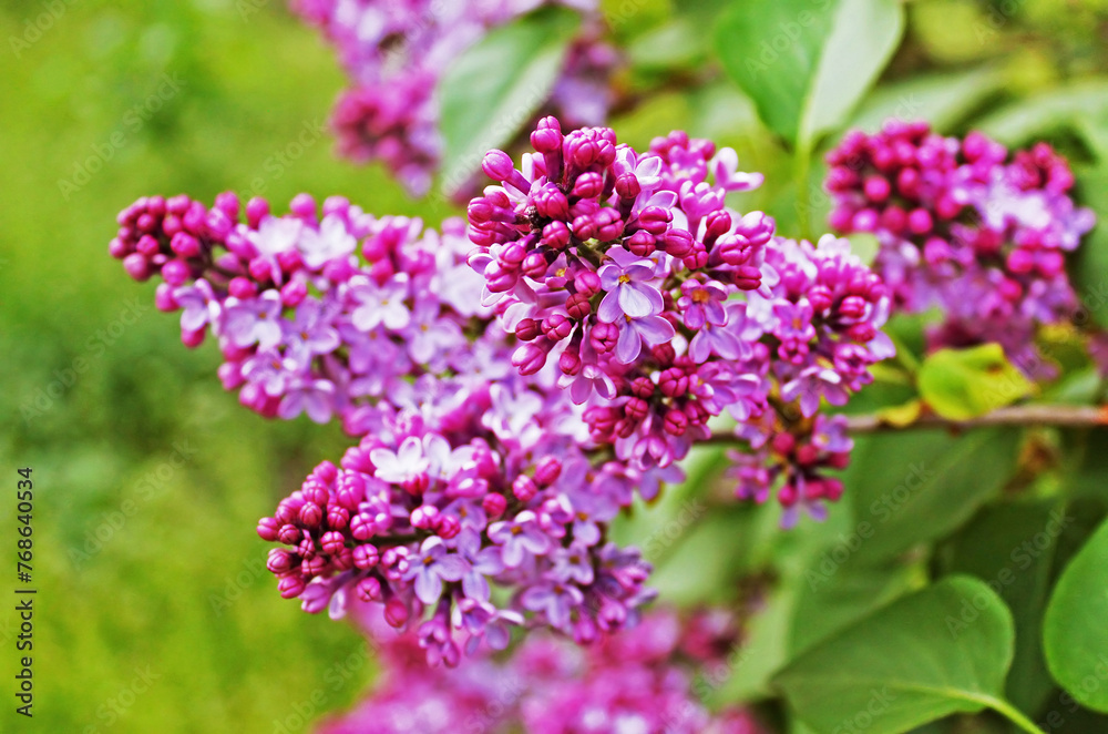 Green branch with spring lilac flowers Green branch with spring lilac flowers