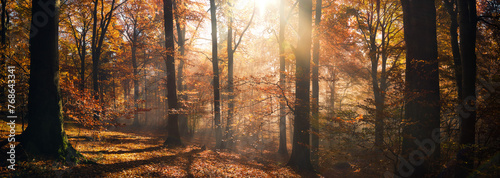 Pleasant autumn sunshine in the woods, a tranquil panorama view with the sun casting beautiful rays through the trees and uplifting the mood