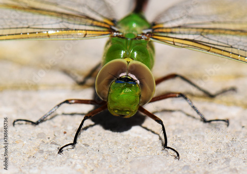 Green Darner Dragonfly photo