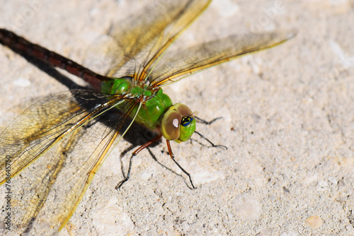 Green Darner Dragonfly © SKYVUE