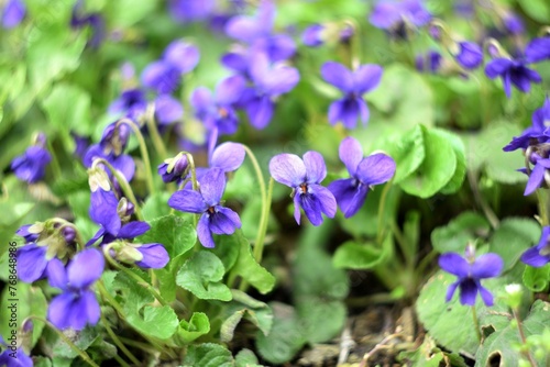 Viola odorata spring flowers  viola odorata background  soft focus  helios manual lens  swirly bokeh.