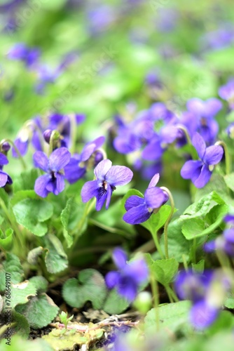 Viola odorata spring flowers, viola odorata background, soft focus, helios manual lens, swirly bokeh.