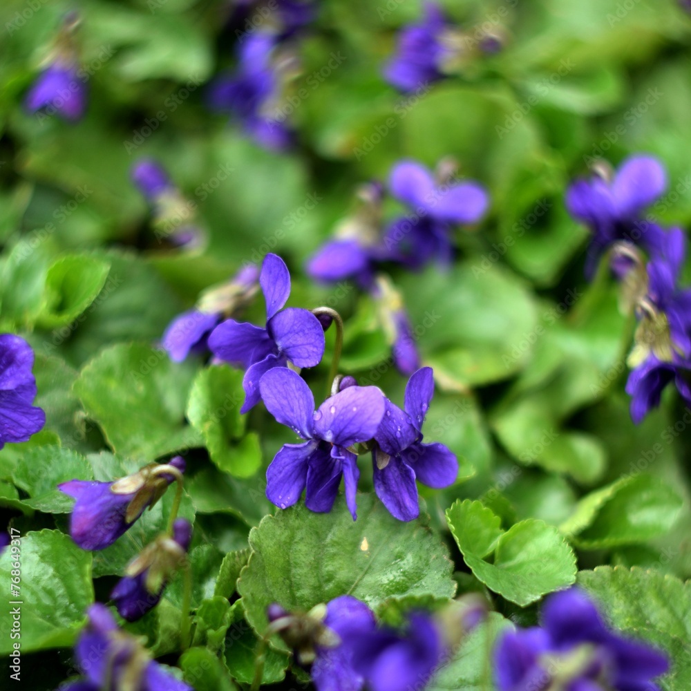 Viola odorata spring flowers, viola odorata background, soft focus, helios manual lens, swirly bokeh.