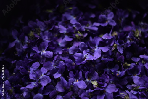 Viola flowers closeup, viola background, purple flowers background, dark mood,swirly bokeh, manual helios lens. photo