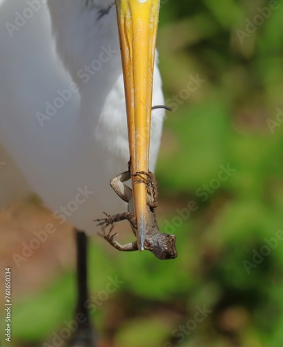 Great Egret with its Fresh Ano;e Lizard Catch 