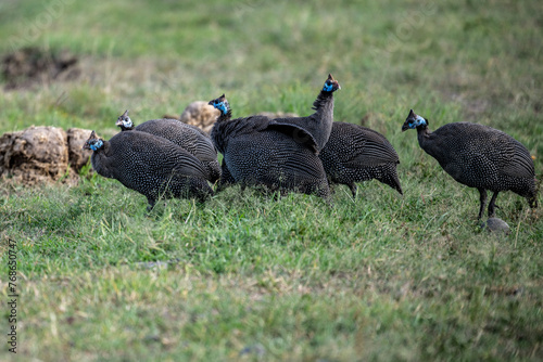 beautiful helmeted guinea fowl in natural conditions on a sunny spring day in Kenya