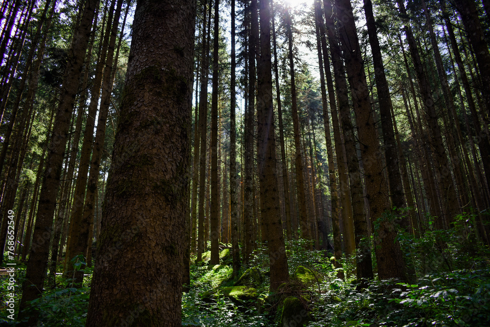 Fototapeta premium Light Through the Forest