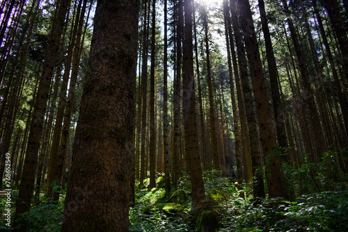 Light Through the Forest