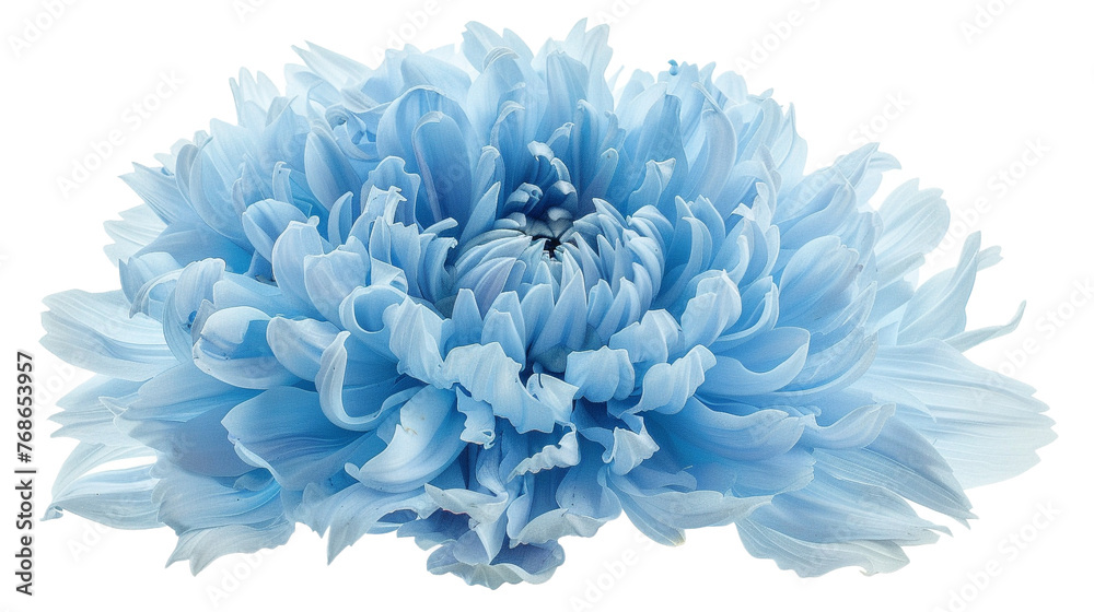 blue chrysanthemum isolated on white