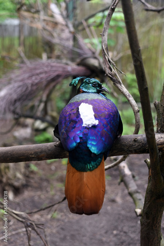 Beautiful colorful bird. Bird in the zoo