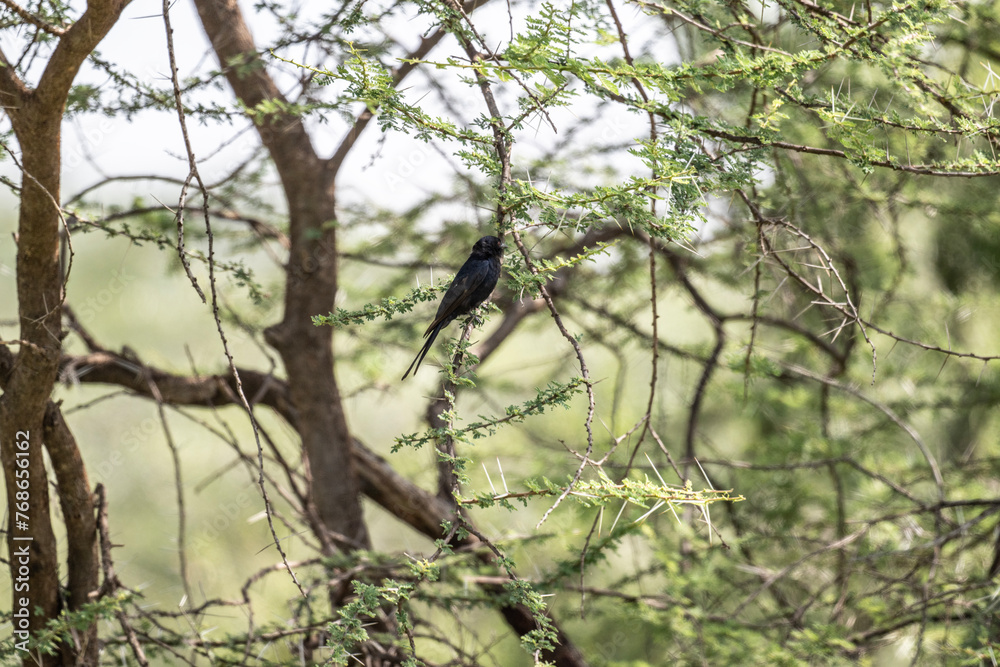 beautiful black bird with a long tail in natural conditions on a spring sunny day in Kenya beautiful black bird with a long tail in natural conditions on a spring sunny day in Kenya