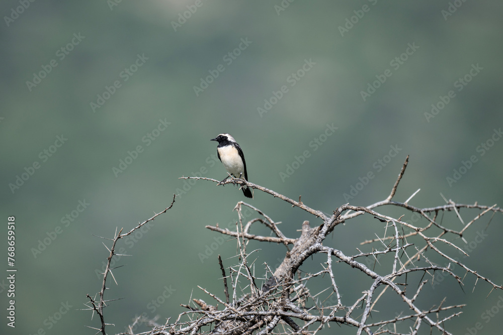 beautiful shrike bird in natural conditions on a sunny spring day in Kenya beautiful shrike bird in natural conditions on a sunny spring day in Kenya