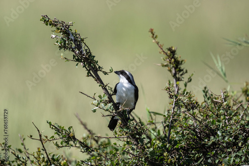 beautiful shrike bird in natural conditions on a sunny spring day in Kenya