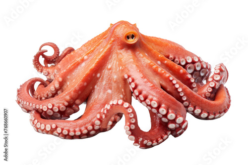 Majestic Orange Octopus With White Spots. On a White or Clear Surface PNG Transparent Background.
