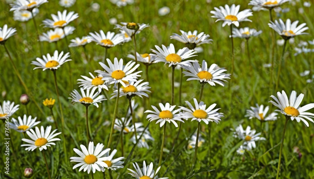 Fototapeta premium Daisies On Field Abstract Spring Landscape background