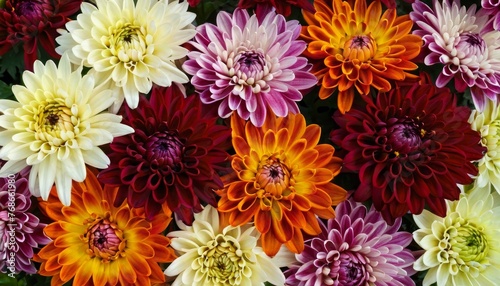 Flowers wall background with amazing red  orange  pink  purple  green and white chrysanthemum flowers background