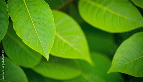 green foliage texture background with fresh
