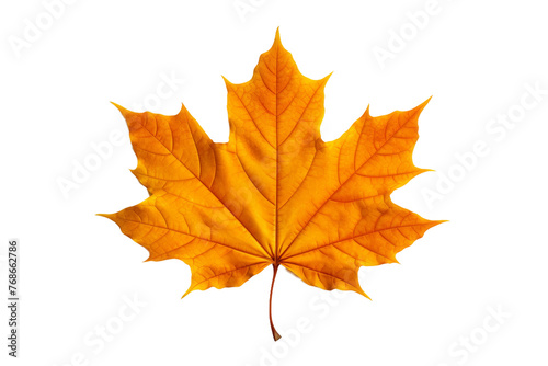 Golden Maple Dream: A Lone Leaf Dancing on White Canvas. On a White or Clear Surface PNG Transparent Background.