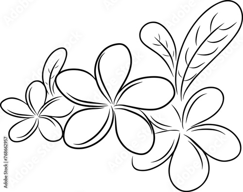 Hand drawing line of frangipani flower design vector graphic illustration