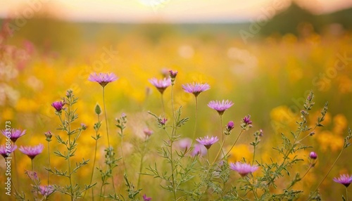 Nature background with wild flowers blur pastel background.