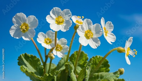 prig forest white flowers primroses on a beautiful blue background macro. Blurred gentle sky-blue background. Floral nature background, free space for text. Romantic soft gentle photo