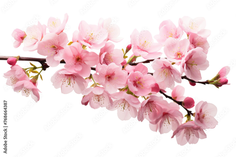 Delicate Pink Petals Dancing on a White Canvas. On a White or Clear Surface PNG Transparent Background.