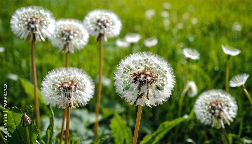 spring background with white dandelions. spring background with white dandelions.
