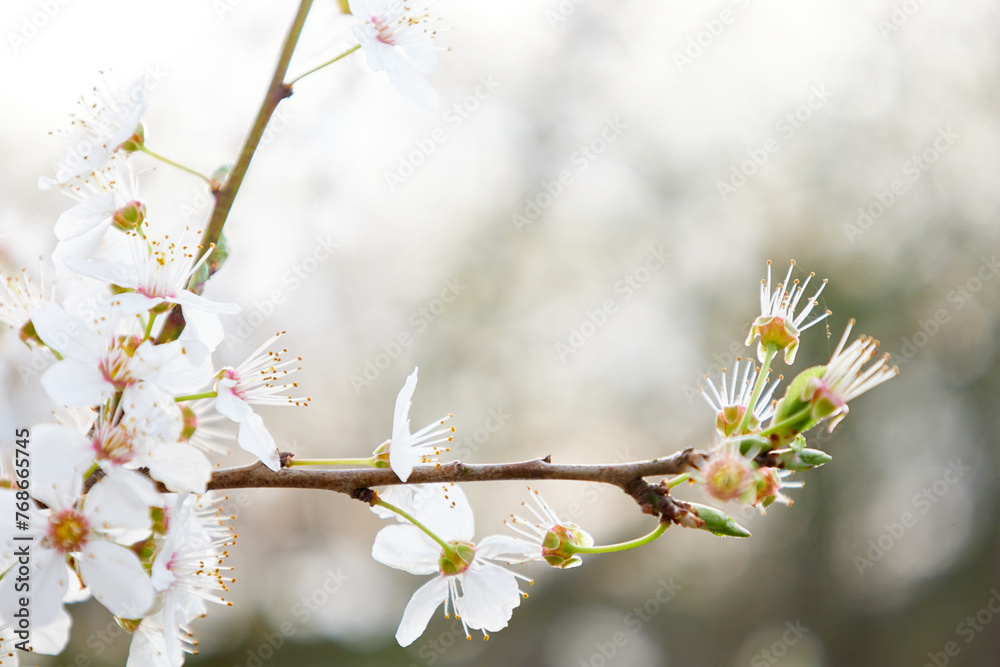 white blooming cherry flower bud on tree in nature, macro shot white blooming cherry flower bud on tree in nature, macro shot