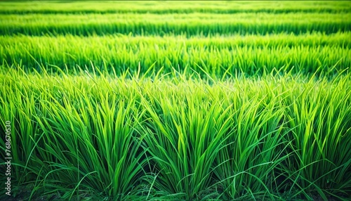 Vibrant green rice plants fill the frame, showcasing the lush growth in a paddy field. The golden hour light subtly highlights the vitality of the crops. AI generation
