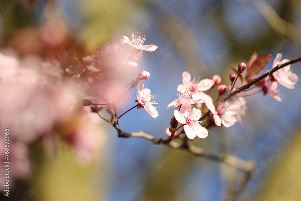 Obraz premium Frühlingsblüte