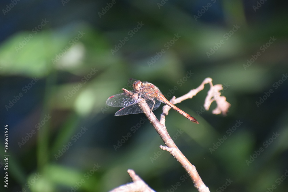 red dragonfly