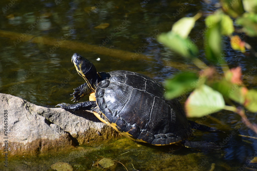 turtle on a stone turtle on a stone
