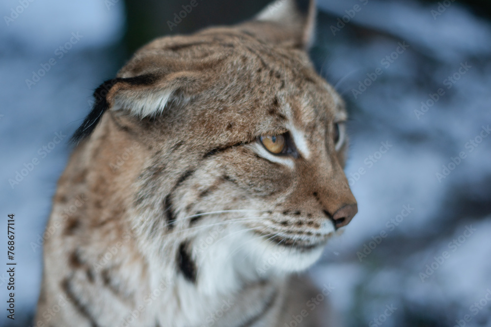 Lynx (Luchs) - obrazy, fototapety, plakaty 