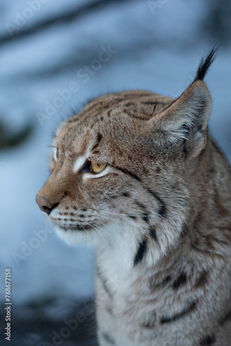 Lynx  Fuchs 