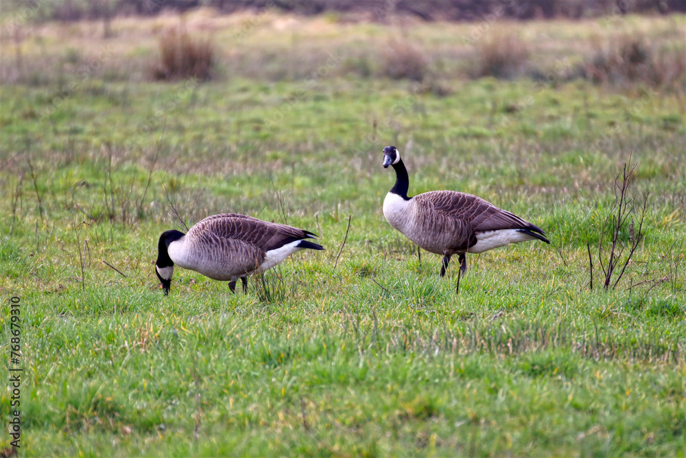 The wild geese on a gras