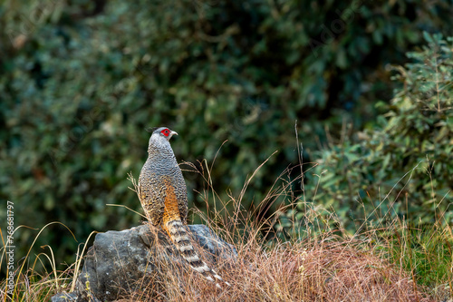 cheer pheasant or Catreus wallichii or Wallichs pheasant portrait during winter migration perched on big rock in natural scenic green background in foothills of himalaya forest uttarakhand india asia photo