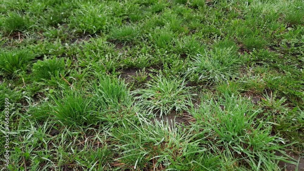 Field with bushes of wet grass after a rain Field with bushes of wet grass after a rain