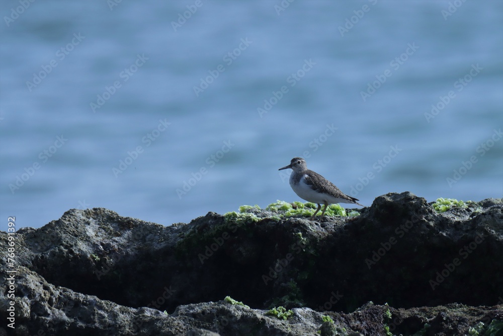 Common sandpiper standing on the rock. Blue background. Common sandpiper standing on the rock. Blue background.