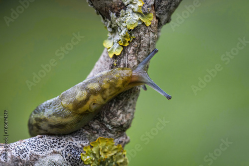Slug climbing a branch
