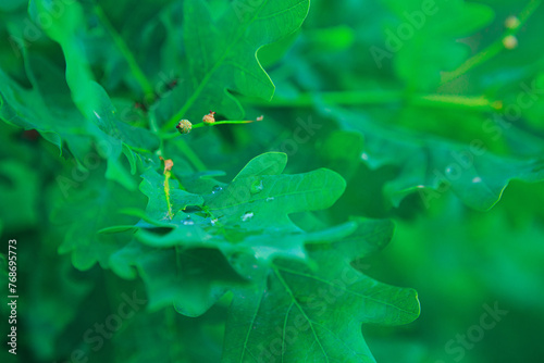 Drops of rain or dew on juicy green oak leaves.