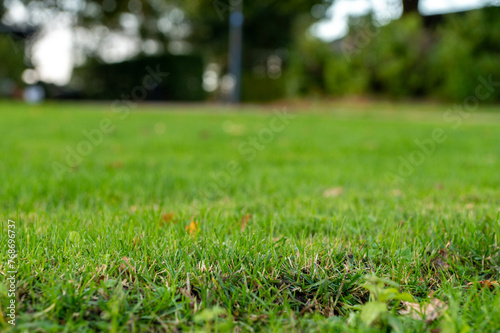 Blurred Grass Background