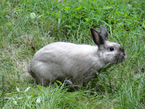 Bunny in the Summer Garden