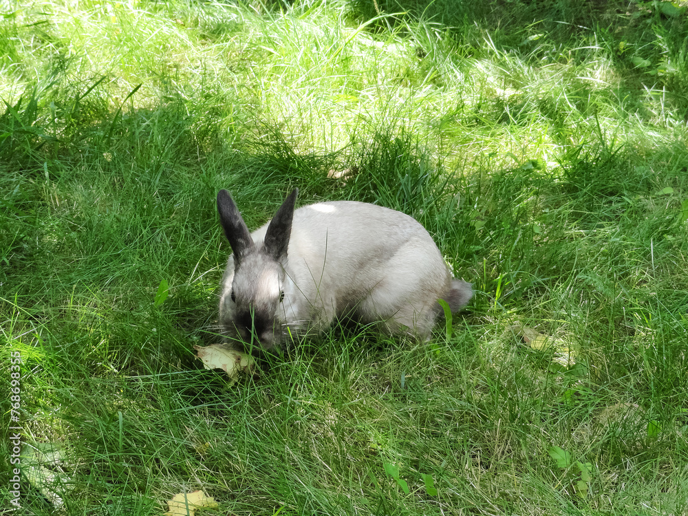 Obraz premium Bunny in the Summer Garden